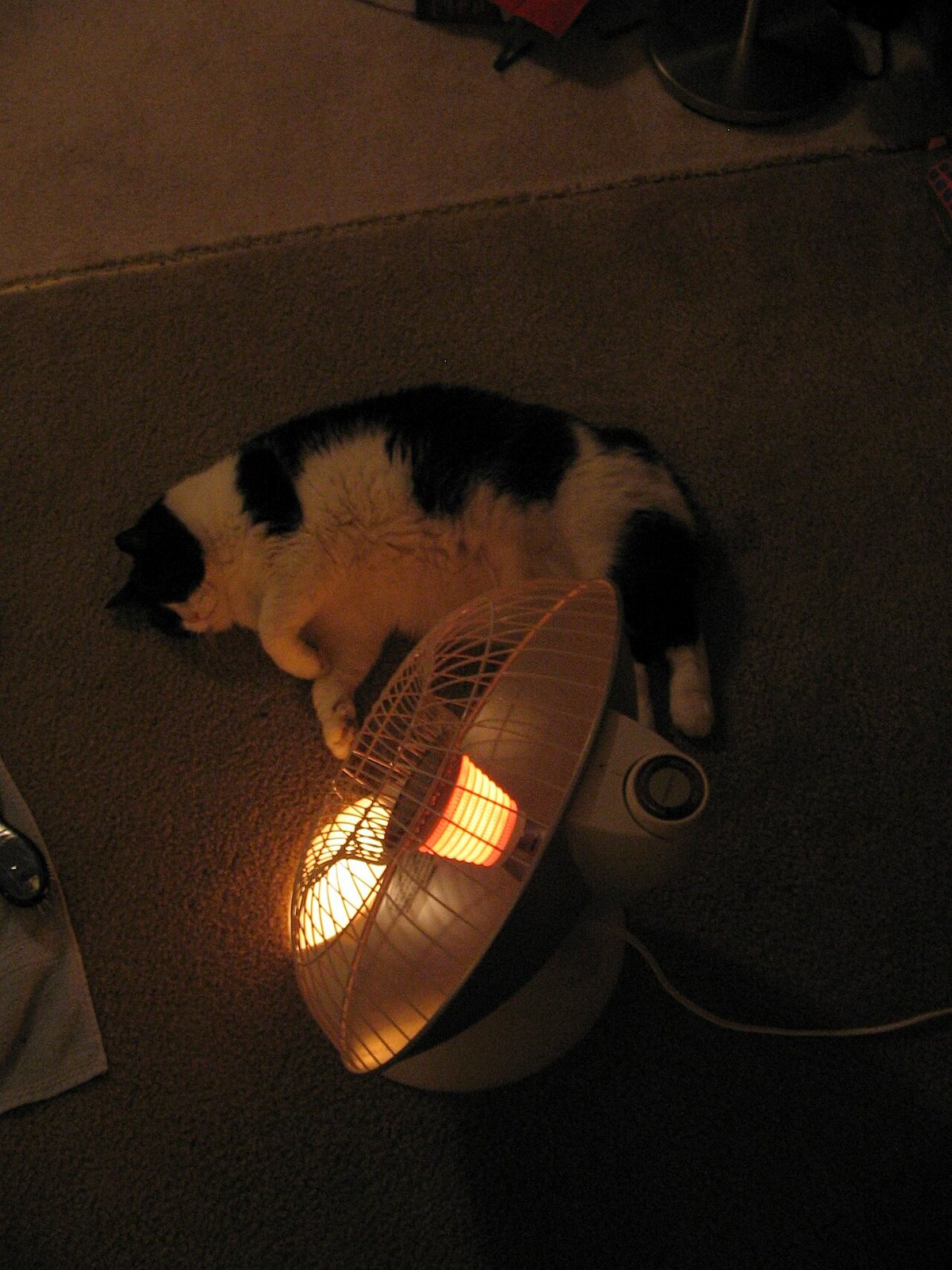 A black and white cat stretched out on the carpet next to a glowing radiant space heater